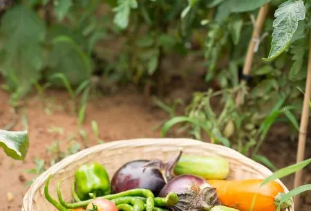 View Prebiotic benefits A wooden basket of vegetables in a vine of tomato plants