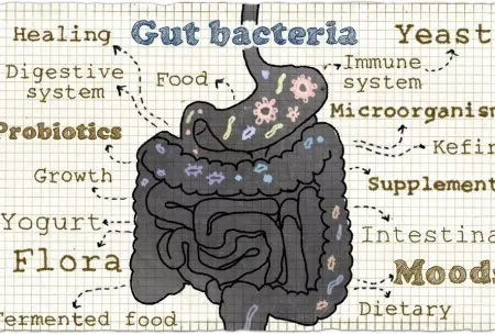 View What exactly is gut health? An illustration of the gut