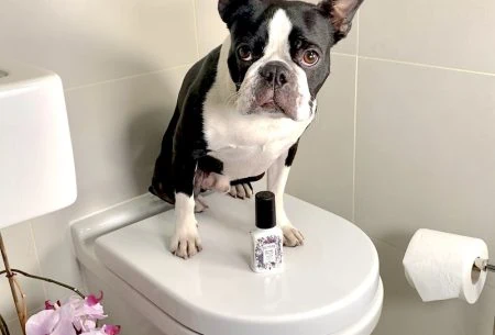View World Digestive Health Day: how to be a good pooper! Dog on the toilet seat