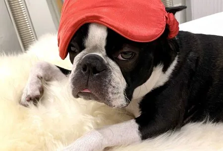 View Top tips to boost sleep quality boston terrier sleeping