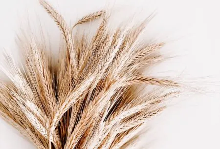 View Wheat: friend or foe? A bunch of wheat on a white background